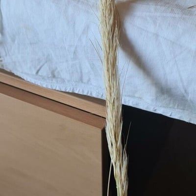 Stipa tenacissima — flower