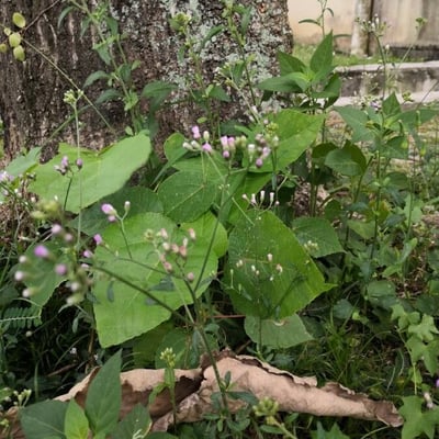 Cyanthillium cinereum — flower