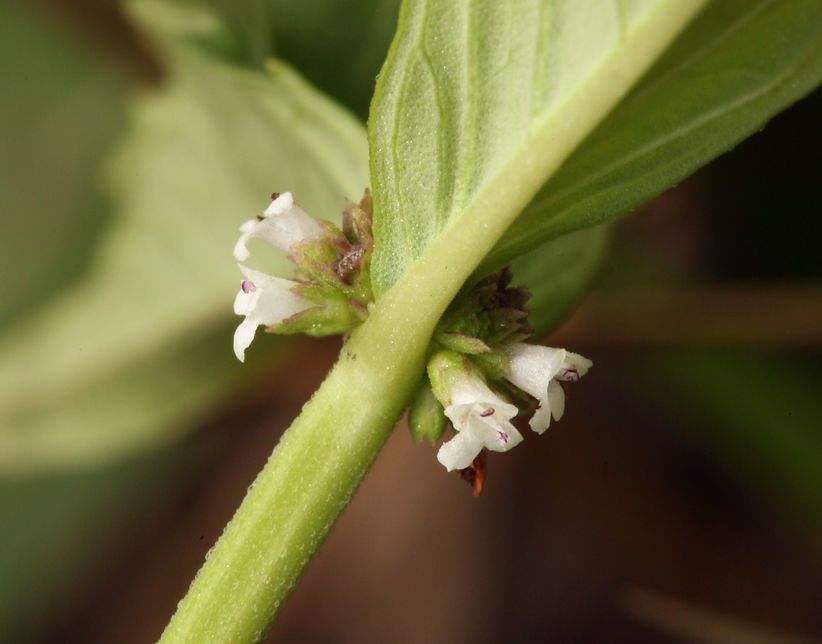 Northern bugleweed