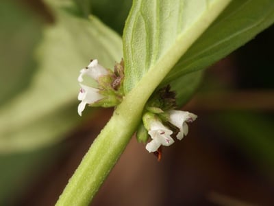 Northern bugleweed