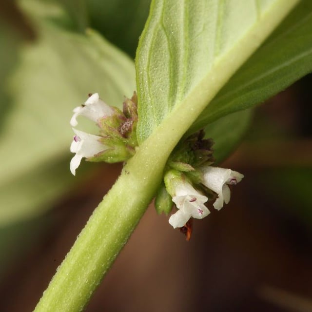 Lycopus uniflorus — flower