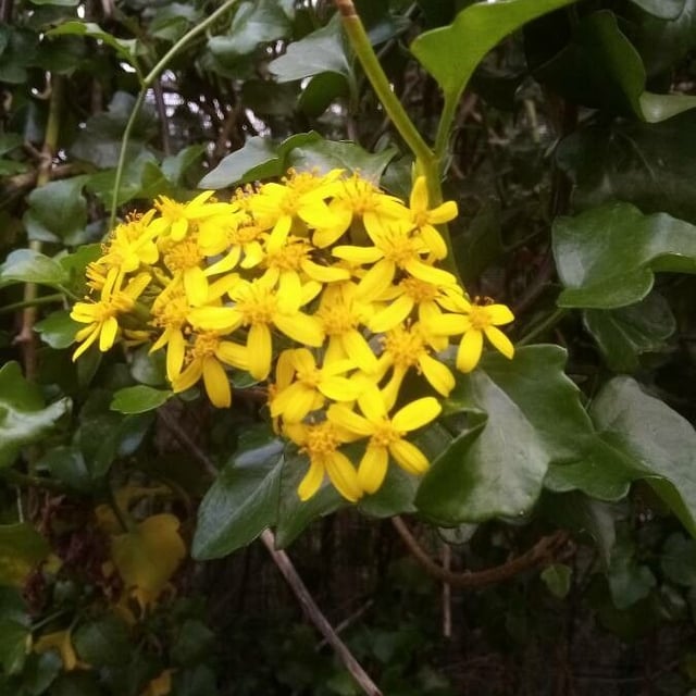 Senecio angulatus — flower