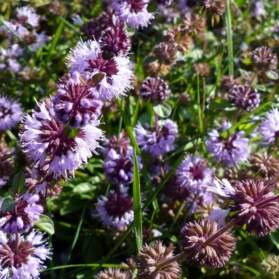 Mentha pulegium — flower