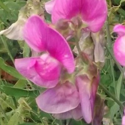 Lathyrus tuberosus — flower