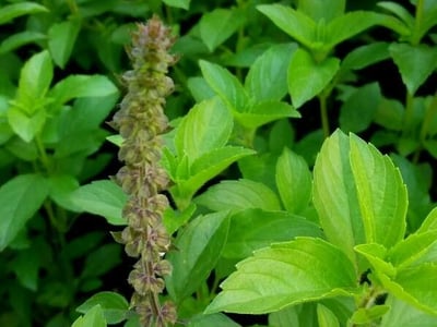 American basil