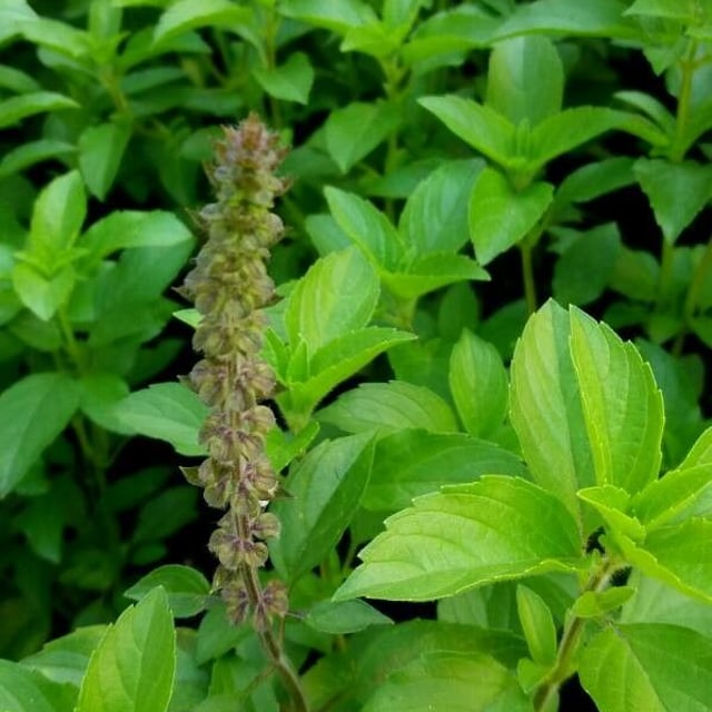 American basil