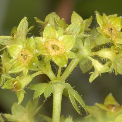 Alchemilla filicaulis — flower