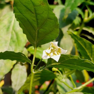 Capsicum baccatum — flower
