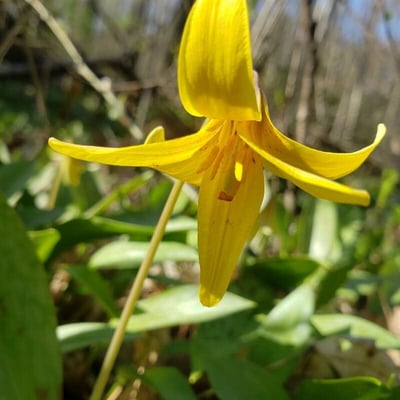 Erythronium americanum — flower