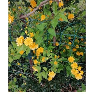 Kerria japonica — flower