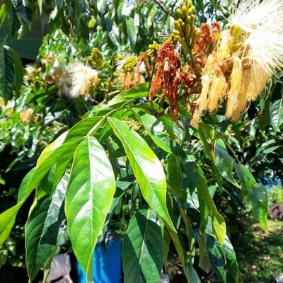 Inga vera — flower