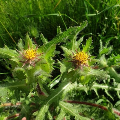 Centaurea benedicta — flower