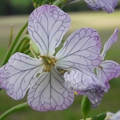 Raphanus raphanistrum — flower