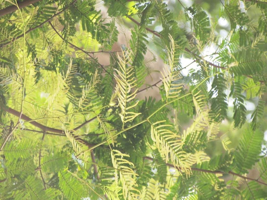 African greenheart
