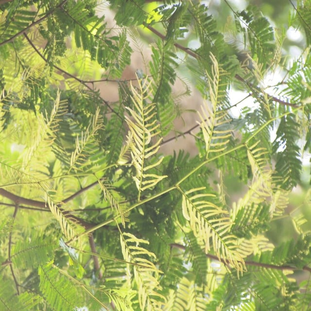 African greenheart
