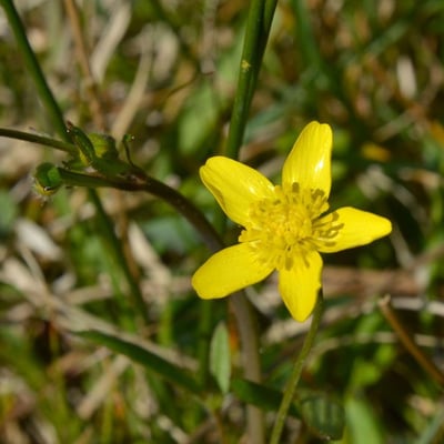 Ranunculus occidentalis — flower
