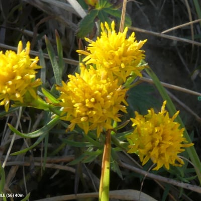 Galatella linosyris — flower