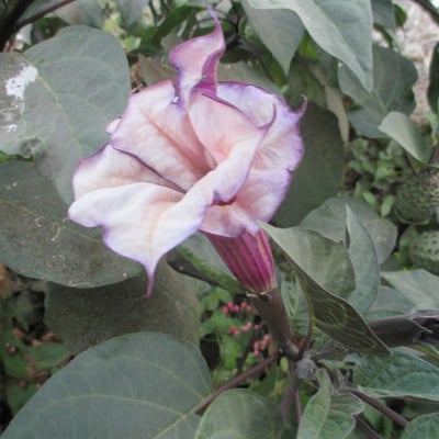 Datura metel — flower