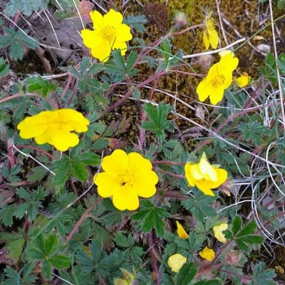 Potentilla crantzii — flower