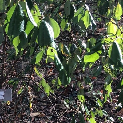 Lindera aggregata — leaf