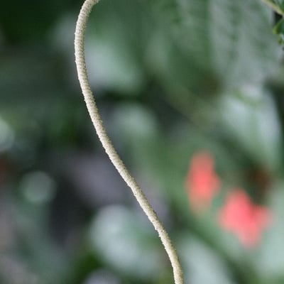 Piper marginatum — flower