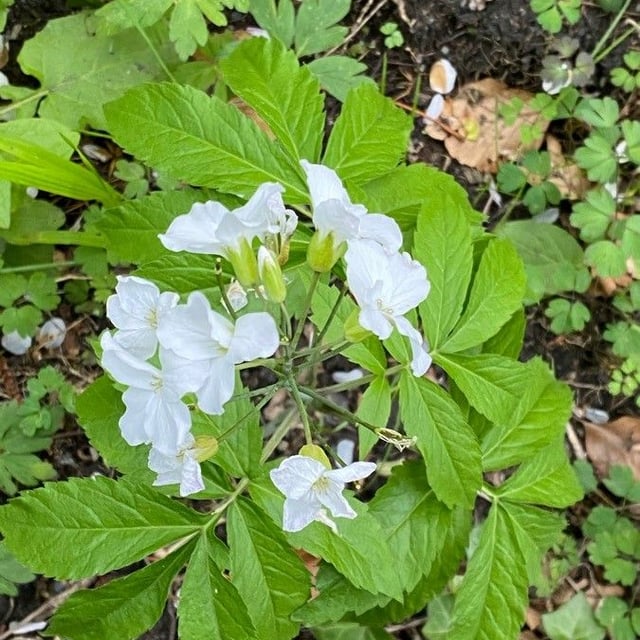 Cardamine heptaphylla — flower