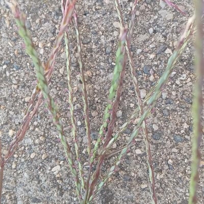 Digitaria sanguinalis — flower