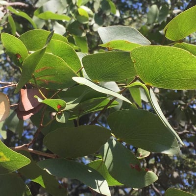 Colophospermum mopane — leaf