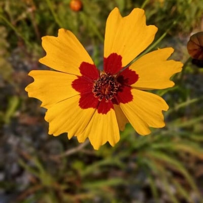 Coreopsis tinctoria — flower