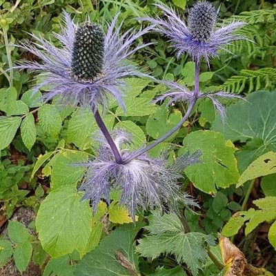 Eryngium alpinum — flower