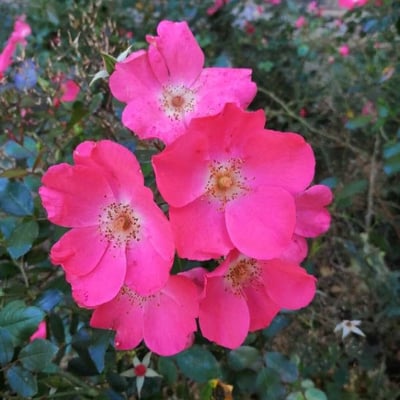 Rosa pendulina — flower