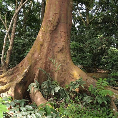 Piptadeniastrum africanum — bark