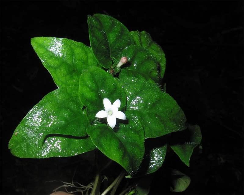 Geophila repens