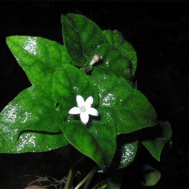 Geophila repens