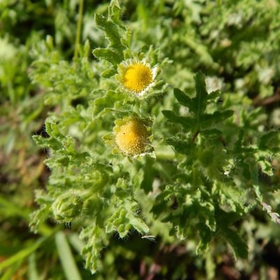 Egletes viscosa — flower
