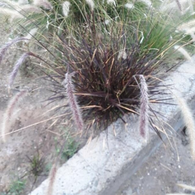 Cortaderia jubata — flower