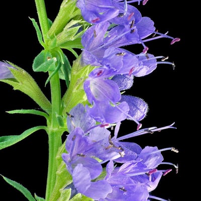 Hyssopus officinalis — flower