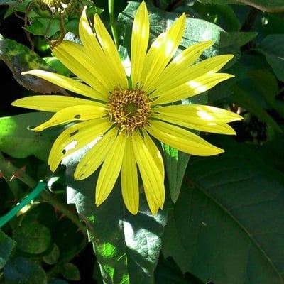 Silphium perfoliatum — flower