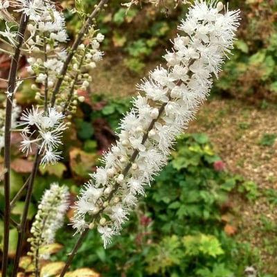 Actaea racemosa — flower