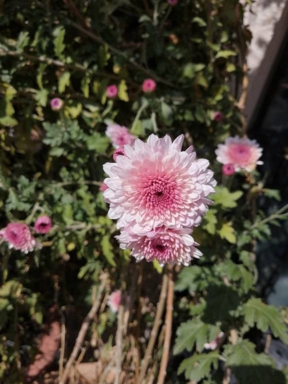 Indian chrysanthemum