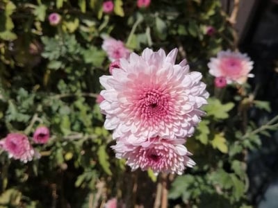 Indian chrysanthemum