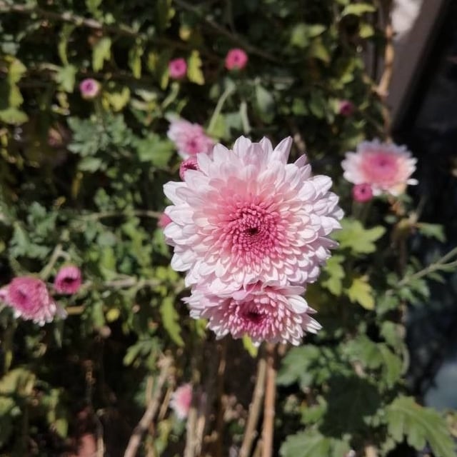 Indian chrysanthemum