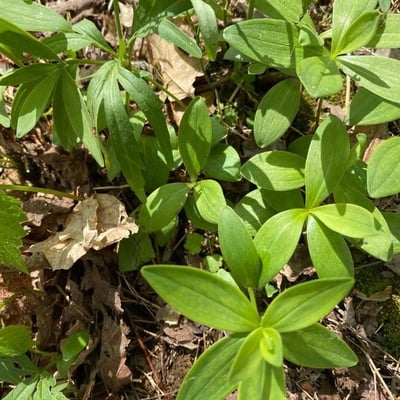 Galium circaezans — leaf