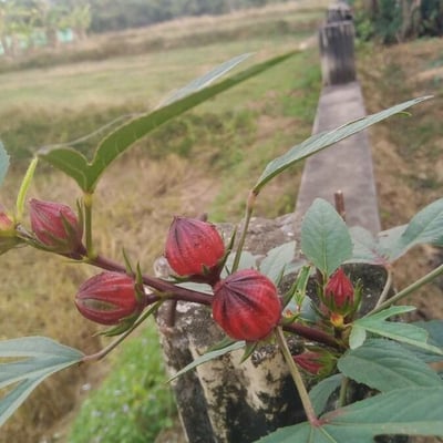 Hibiscus sabdariffa — flower