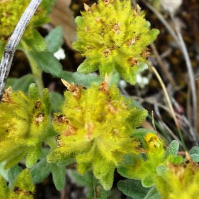 Teucrium aureum — flower