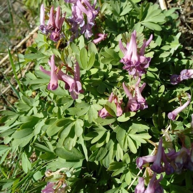 Corydalis intermedia — flower