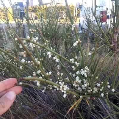 Cytisus multiflorus — flower