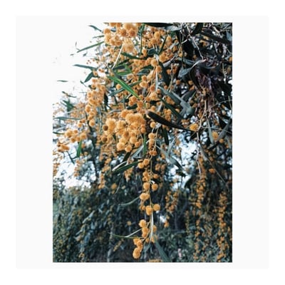 Acacia saligna — flower