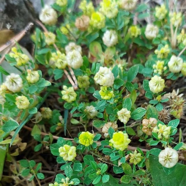 Trifolium campestre — flower