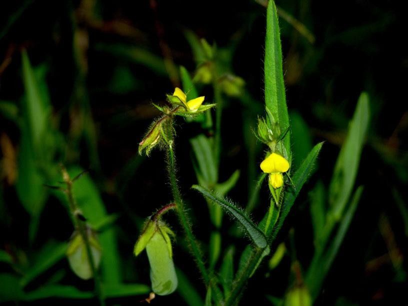 Arrowhead rattlebox